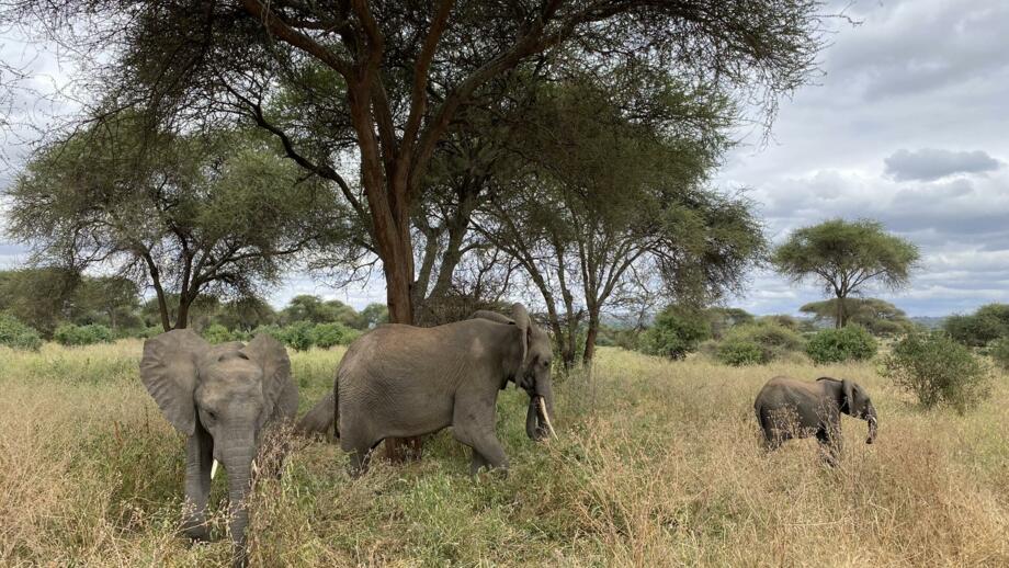 afrika-tansania-safaris-panorama-landschaft-natur-tiere-tarangire-elefanten-1208.jpg