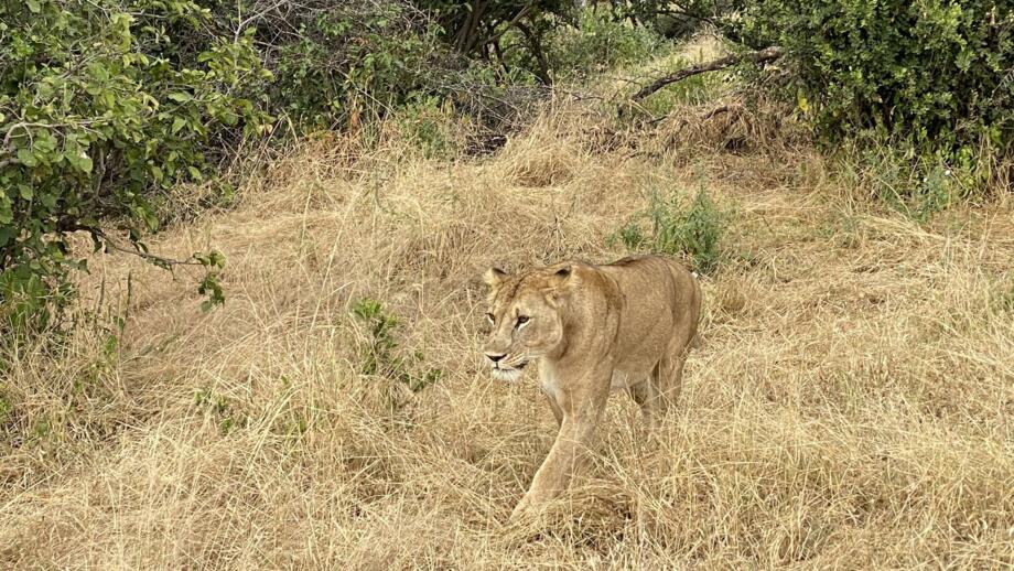 afrika-tansania-safaris-panorama-landschaft-natur-tiere-tarangire-löwe-1170.jpg