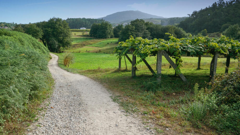 Camino de Santiago Weg Weinreben