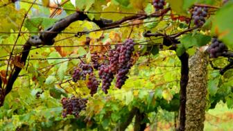 Trauben in den Weinbergen auf dem Weg nach Padron