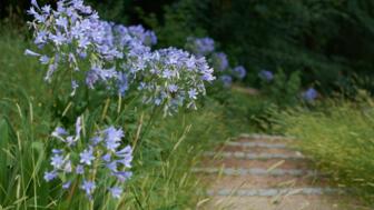 Violette Blumen in Pontevedra