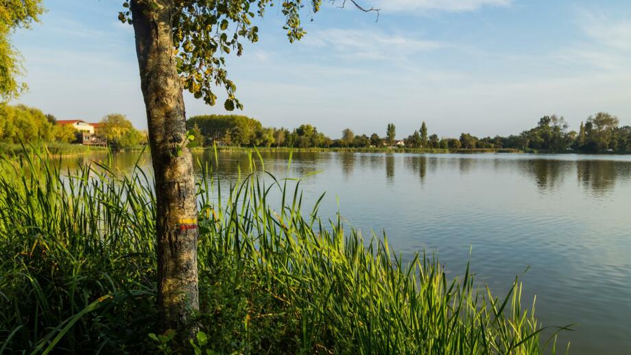 Minho Fluss zwischen Portugal und Spanien im Vordergrund ein Baumstamm und grüner Landschaft