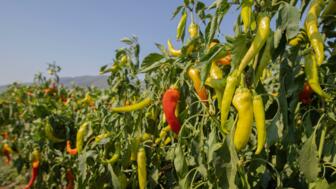 Rote und grüne Paprika frisch auf dem Feld