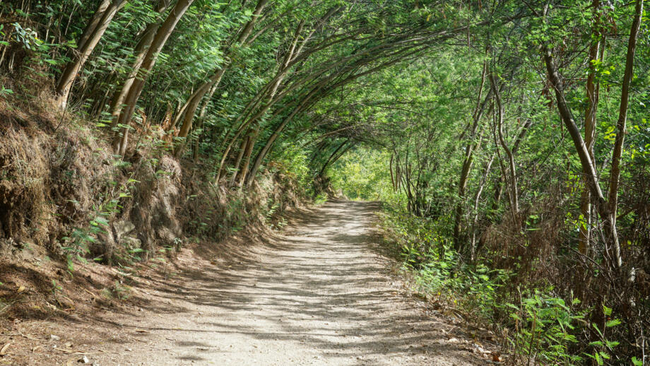Pilgerweg wie eine Allee zwischen Caldas de Reis und Padron auf dem Camino de Santiago Trail