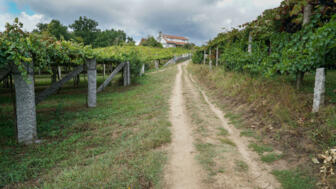 Pilgerweg zwischen Pontevedra und Caldas de Reis und Weinreben