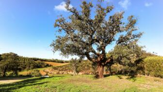 Alte Korkeiche im Alentejo in Protugal
