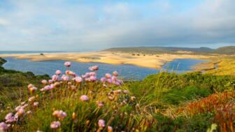 Strand von Bordeira mit Blumen an der Costa Vicentina