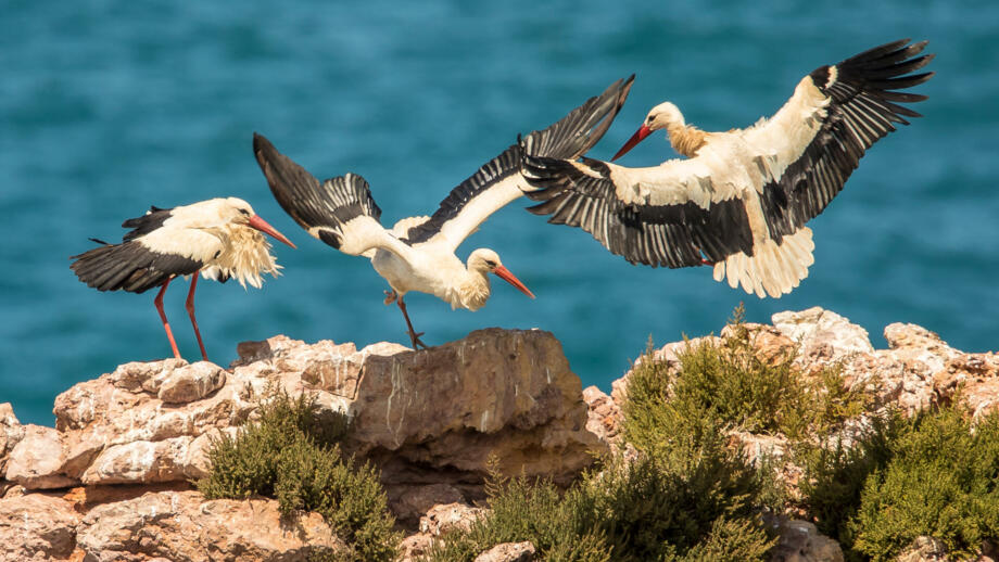 Weißstörchee auf den klippen über dem Ozean am an der Costa Vicentina