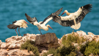 Weißstörchee auf den klippen über dem Ozean am an der Costa Vicentina