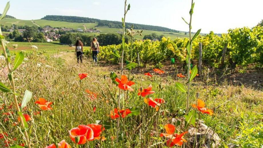 Alain_DOIRE__Bourgogne-Franche-Comte_Tourisme-BFC_0009529.jpg