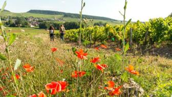 Alain_DOIRE__Bourgogne-Franche-Comte_Tourisme-BFC_0009529.jpg