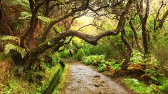Farne und Lorbeerwälder prägen die Insel Madeira