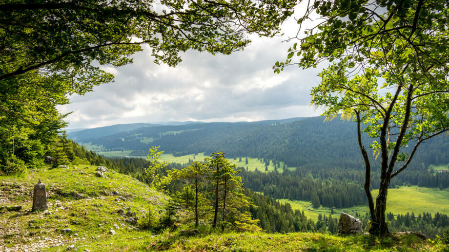 FRJUR_shutterstock_1780556135.jpg