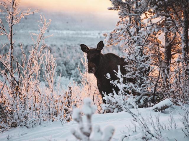 Elch in der verschneiten Landschaft Schwedens