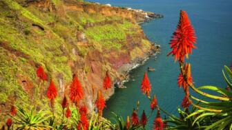 Blumen auf der Insel Madeira hoch über der Steilküste