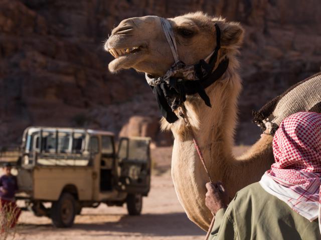 Kamel in der Wüste von Jordanien