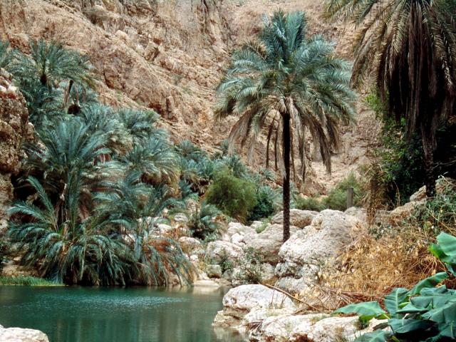 Wadi Shab -  See im Vordergrund und Palmen herum