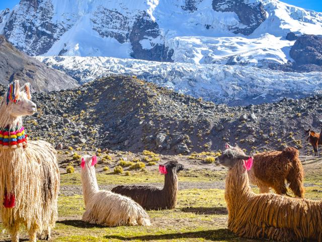 Llamas grasen im Hochland der Cordillera Vilcanota