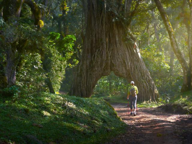 Feigenbaum zum Durchfahren im Arusha Nationalpark