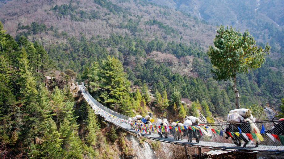 bhutan-bhkom-yak-on-the-bridge-near-everest-base-camp-in-nepal-shutterstock_235234090.jpg