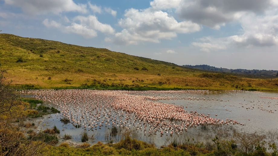 tansania-arusha nationalpark-momella seen-shutterstock_2333005489.jpg