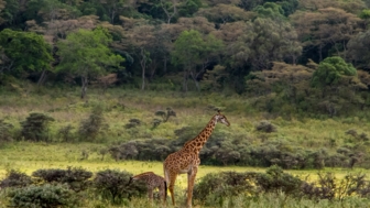 tansania-arusha nationalpark-giraffe-shutterstock_2286500451.jpg