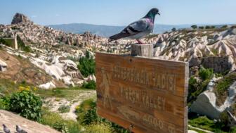 tuerkei-kappadokien-tukap-taube-auf-einem-schild-ueber-dem-tigertal-in-uchisar-shutterstock_2148751883.jpg