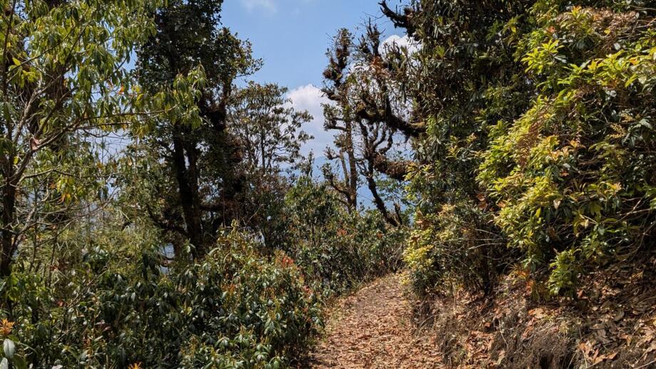 Weg mit saftig grüner Vegetation