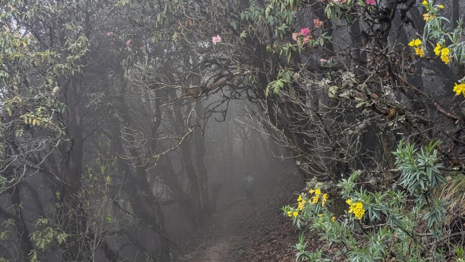 Nebliger Wald mit blühenden Rhododendren
