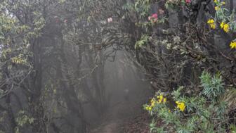 Nebliger Wald mit blühenden Rhododendren