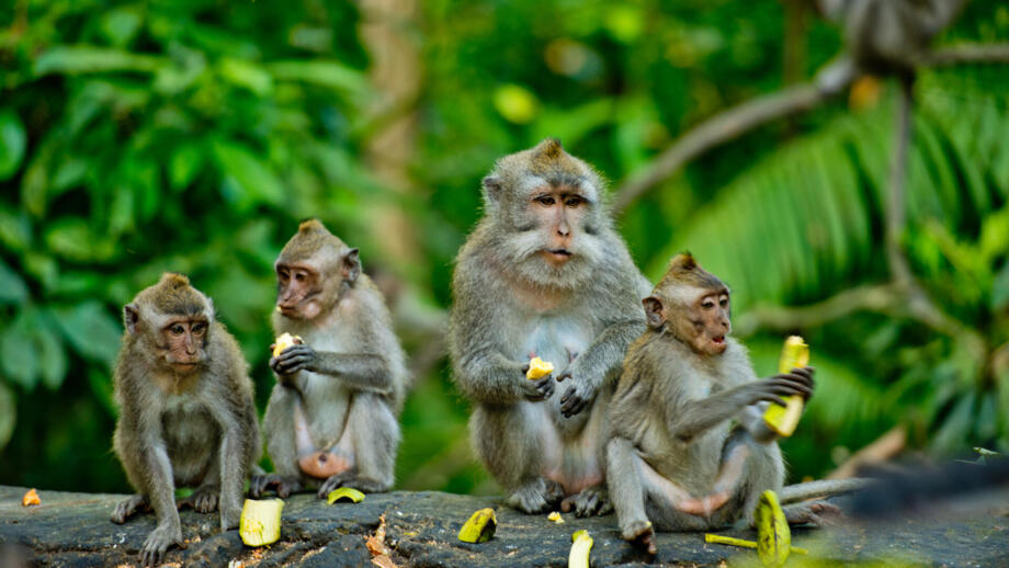 asien-indonesien-natur-tiere-shutterstock-589592669.jpg