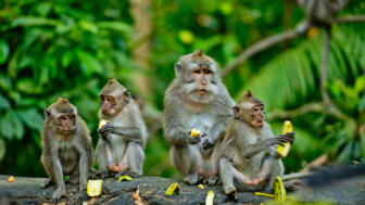 asien-indonesien-natur-tiere-shutterstock-589592669.jpg