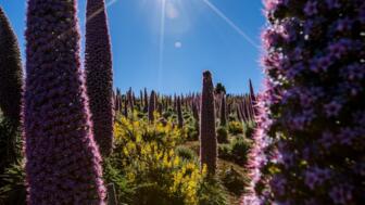 spanien-la-palma-eslap-tajinastes-in caldera-de- taburiente-shutterstock_2385194327.jpg