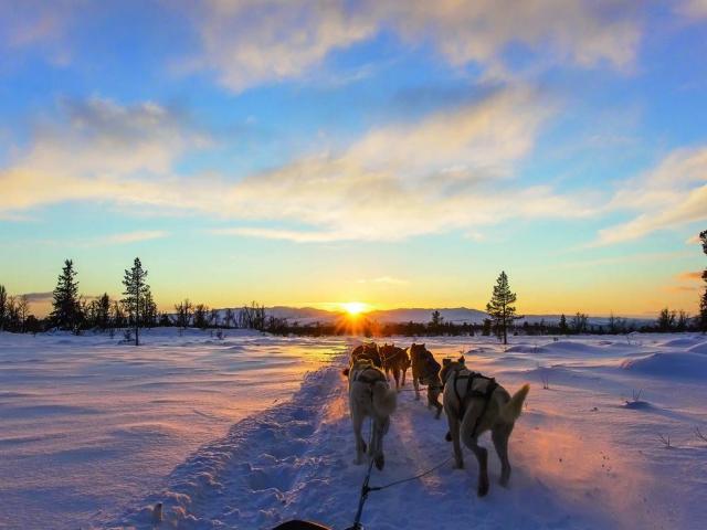 Winterliches Lappland – Hundeschlitten-Trekking