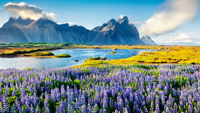 Exploring the Mysteries of \’The Island of the Missing Trees\’