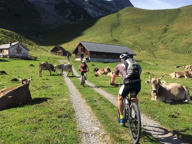 E-MTB Fahrer auf der Transalp auf einen Forstweg zwischen einer Kuhherde