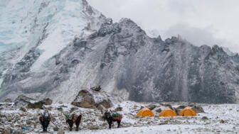 nepal-hiahs-three-of-yaks-and-tents-in-gorak-shep-village-shutterstock_1099408865.jpg