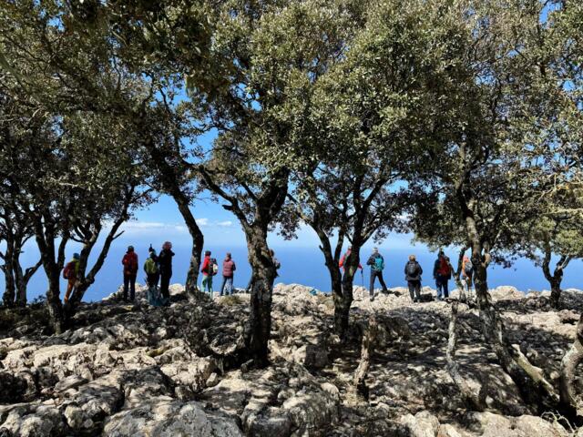 Wandergruppe im Olivenhain in der Tramuntana mit Meerblick