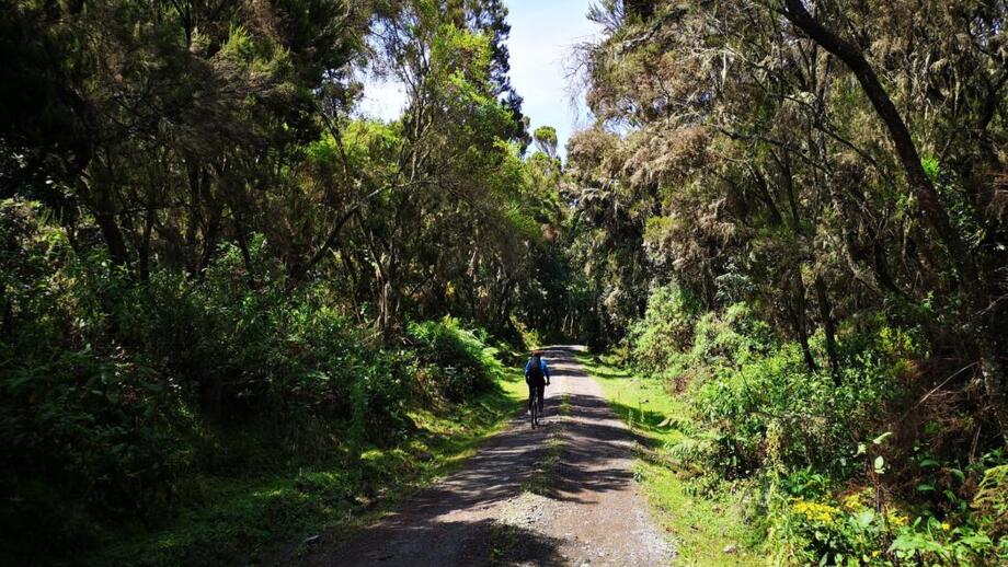 Mit dem Mountainbike unterwegs durch den Nationalpark Kilimandscharo. Ein Mountianbiker fährt auf einer Forststrasse. Rechts und links ist Wald.
