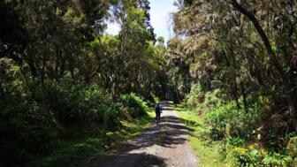 Mit dem Mountainbike unterwegs durch den Nationalpark Kilimandscharo. Ein Mountianbiker fährt auf einer Forststrasse. Rechts und links ist Wald.