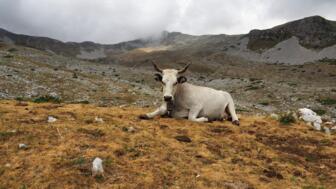 Sitzende Weidenkuh unter dem Mount Meta, bewölkte Landschaft