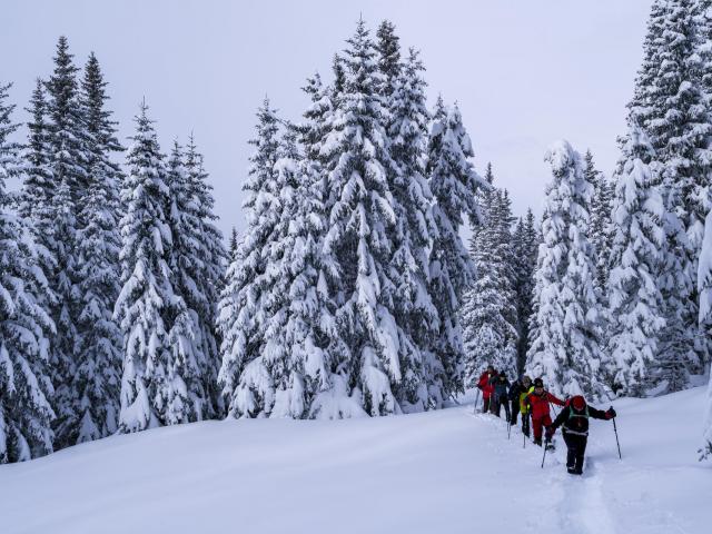 Schneeschuhgruppe vor verschneiten Bäumen
