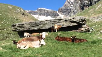 HHBERN_Schweiz_Graubünden_Wandern_Sommer (4).jpg