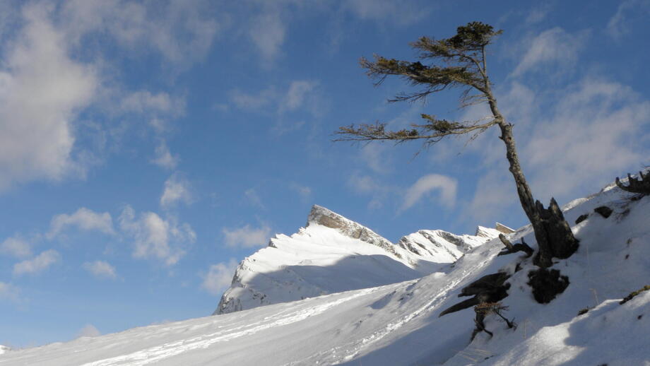SHBERN_Skitouren_Graubünden_Bernina_Pass (3).jpg SHBERN_Skitouren_Graubünden_Bernina_Pass (3).jpg