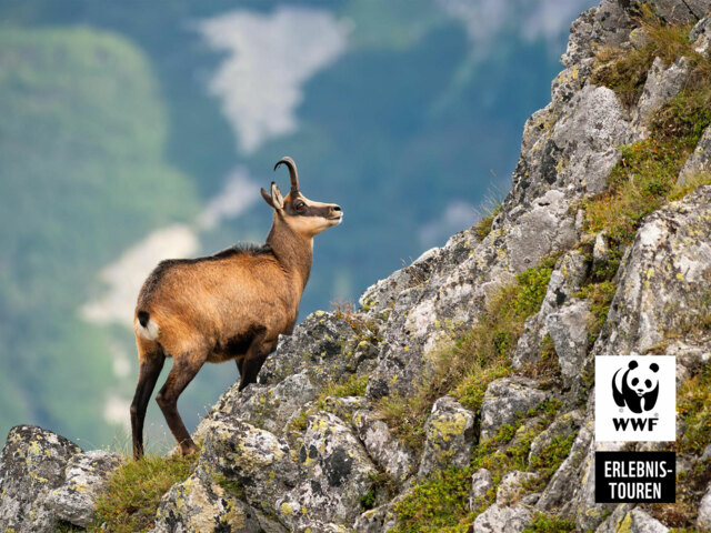 Gämse im Nationalpark Wilder Kaiser