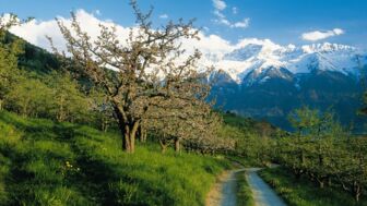 Der Weg durch die Apfelplantagen in Südtirol. Im Hintergrund sind die Berge. Die Sonne scheint.
