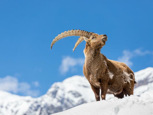 Steinbock im Winter im Nationalpark Gran Paradiso