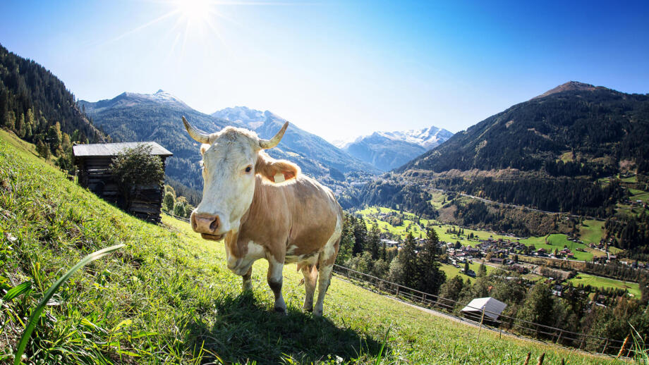 Eine Kuh steht bei Sonnenschein auf einer Wiese. Im Hintergrund sind die Berge zu sehen.
