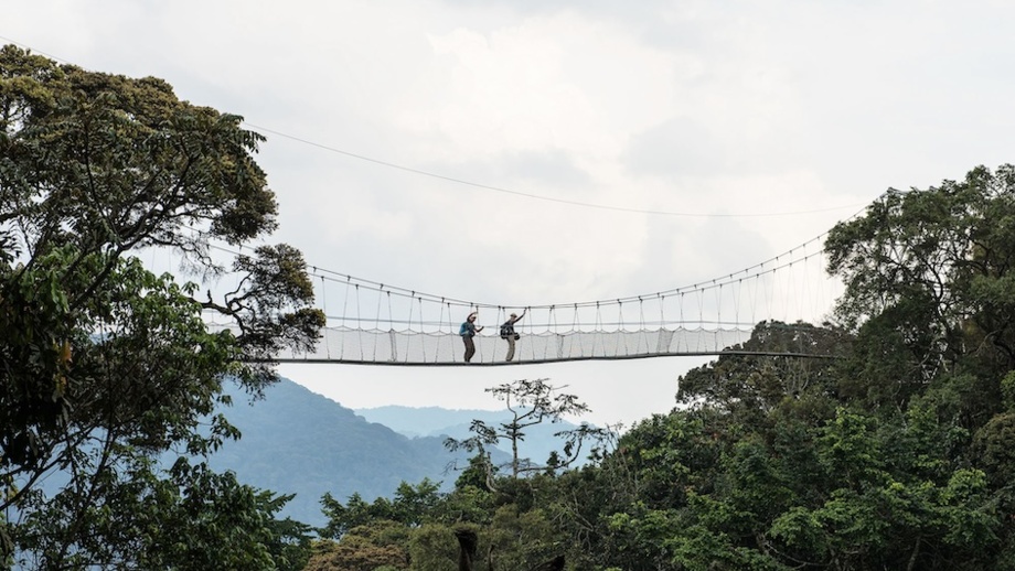 Zwei Menschen auf einer Hängebrücke über dem Regenwald. Unter der Brücke ist dichter Regenwald.