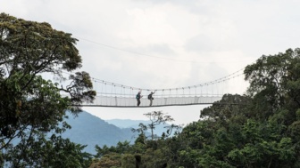 Zwei Menschen auf einer Hängebrücke über dem Regenwald. Unter der Brücke ist dichter Regenwald.